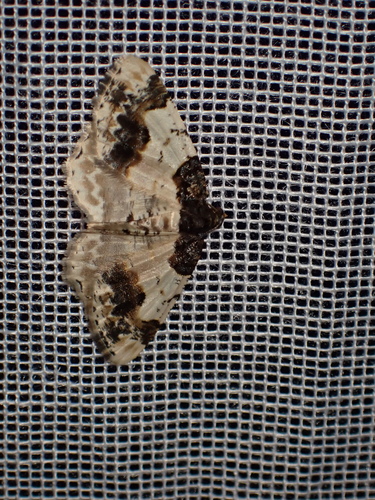 Ligdia adustata
