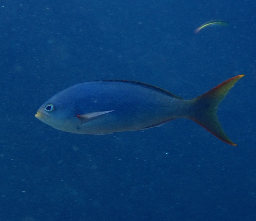 Immagine rappresentativa del genere Cephalopholis