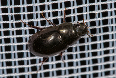 Limnoxenus niger