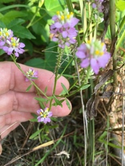 Polygala curtissii