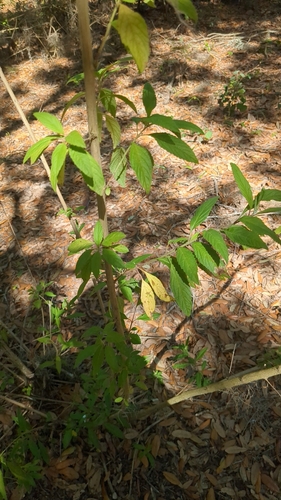 Image of Hyptis verticillata by no rights reserved