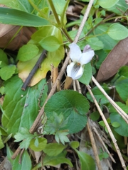 Viola hondoensis, photograph IMORI MIHO, CC BY, iNaturalist via GBIF