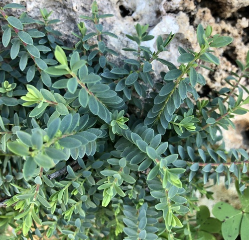 Hypericum aegypticum, photograph 6