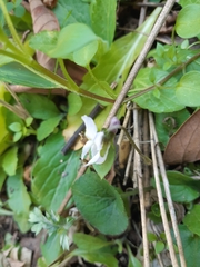 Viola hondoensis, photograph IMORI MIHO, CC BY, iNaturalist via GBIF