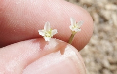 Epilobium oregonense