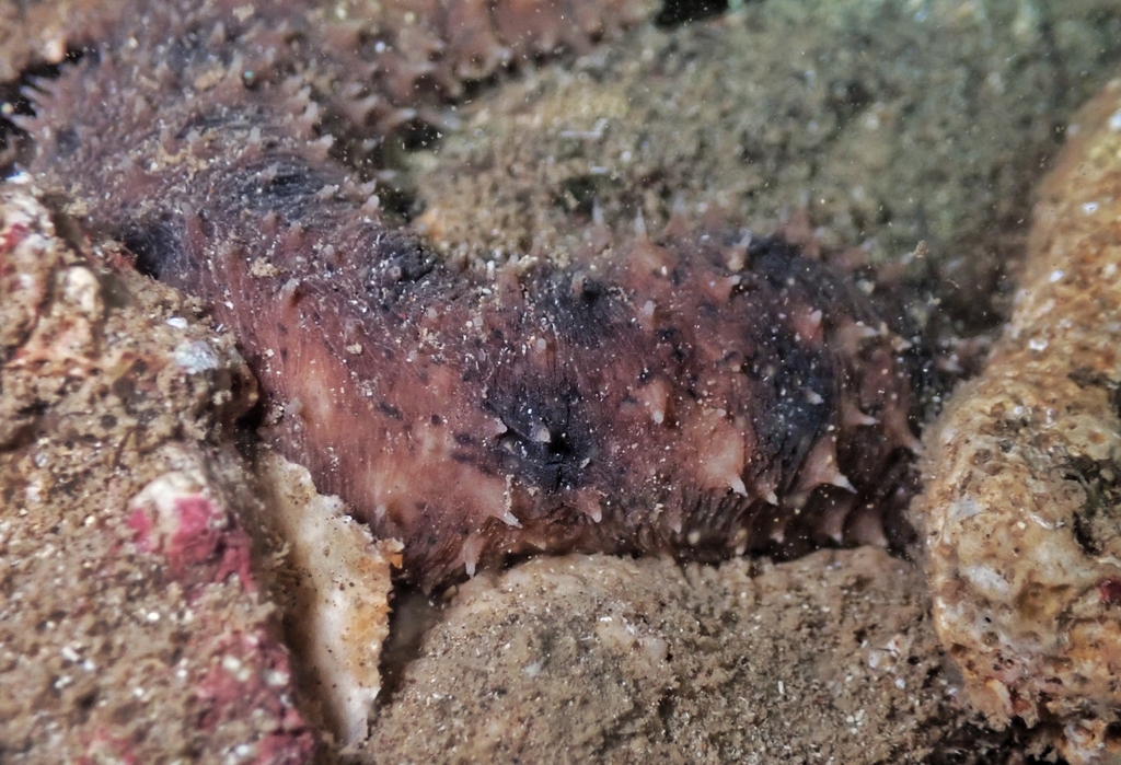 Holothuria imitans