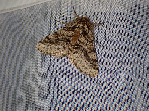 Lycia hirtaria