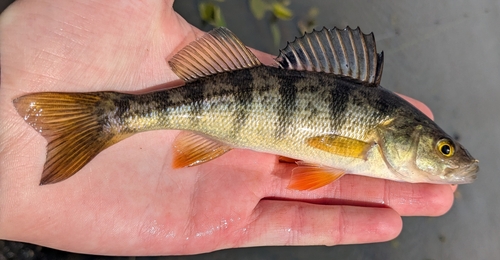 Yellow Perch, photo 9 of 10