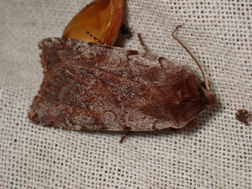Cerastis rubricosa