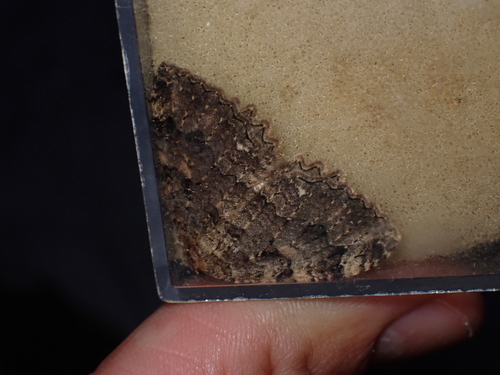 Triphosa dubitata