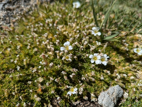 Image of Cherleria obtusiloba by (c) MtBotany, some rights reserved (CC BY-SA)