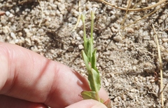 Epilobium oregonense