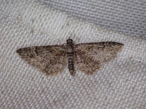 Gymnoscelis rufifasciata