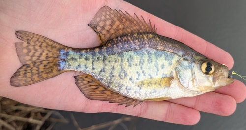 Black Crappie, photo 6 of 10