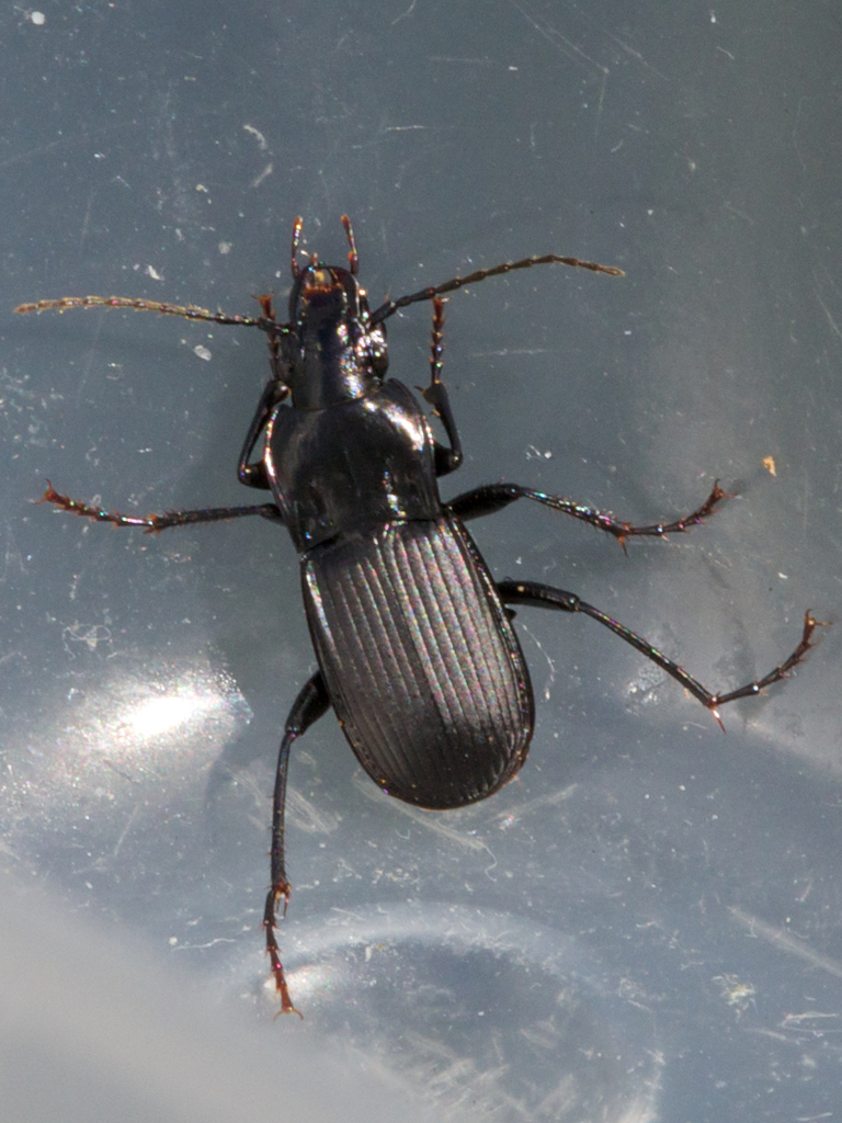 Abax exaratus