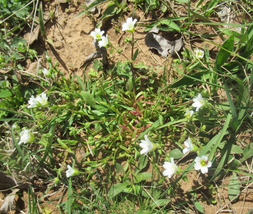 Image of Mononeuria nuttallii by (c) Linda Jo Conn, some rights reserved (CC BY)