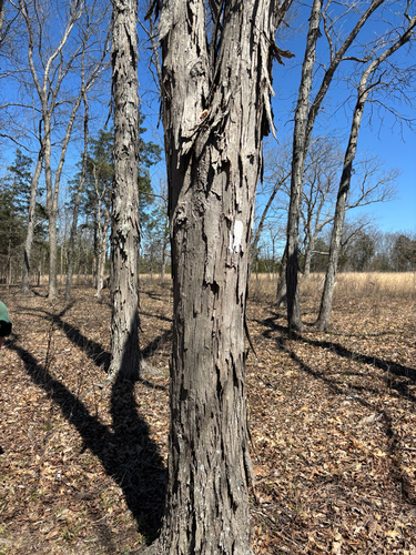 Carolina shagbark hickory (Carya carolinae)