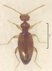 Pseudocyclodinus glaber