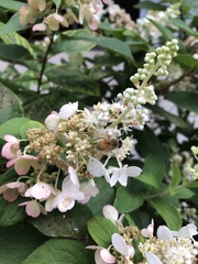 Apis mellifera