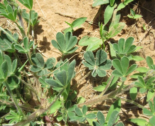 Image of Lupinus subcarnosus by (c) Linda Jo Conn, some rights reserved (CC BY)
