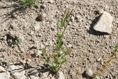 Epilobium oregonense