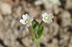 Epilobium oregonense