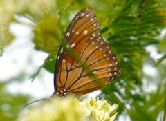 Danaus eresimus montezuma