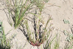 Epilobium oregonense