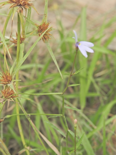 Lobelia stenophylla, photograph 5