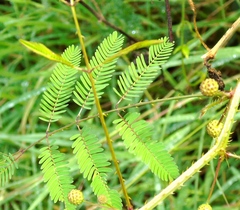 Mimosa quadrivalvis diffusa