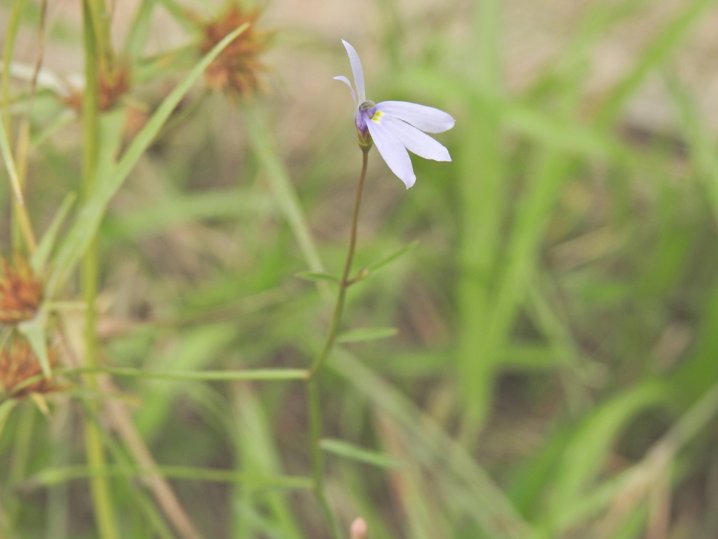 Lobelia stenophylla; photograph (c) Scott W. Gavins, some rights reserved (CC BY)