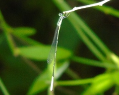 Leptobasis melinogaster