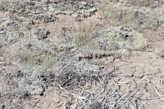 Eriogonum wrightii subscaposum