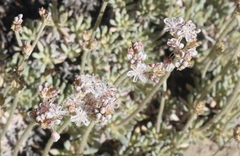 Eriogonum wrightii subscaposum