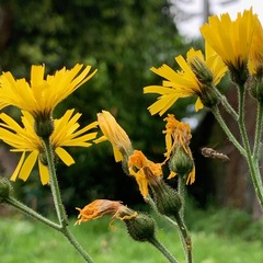 Hieracium sylvularum