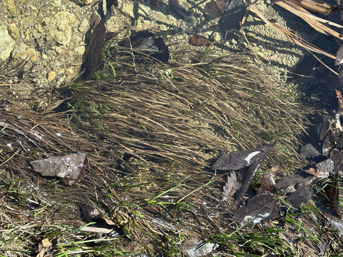 Glades Spikerush (Eleocharis bifida)