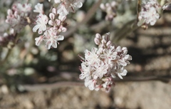 Eriogonum wrightii subscaposum