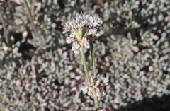 Eriogonum wrightii subscaposum