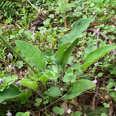 Hieracium sylvularum