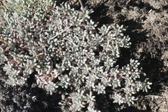 Eriogonum wrightii subscaposum