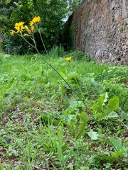 Hieracium sylvularum
