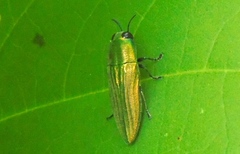 Agaeocera scintillans