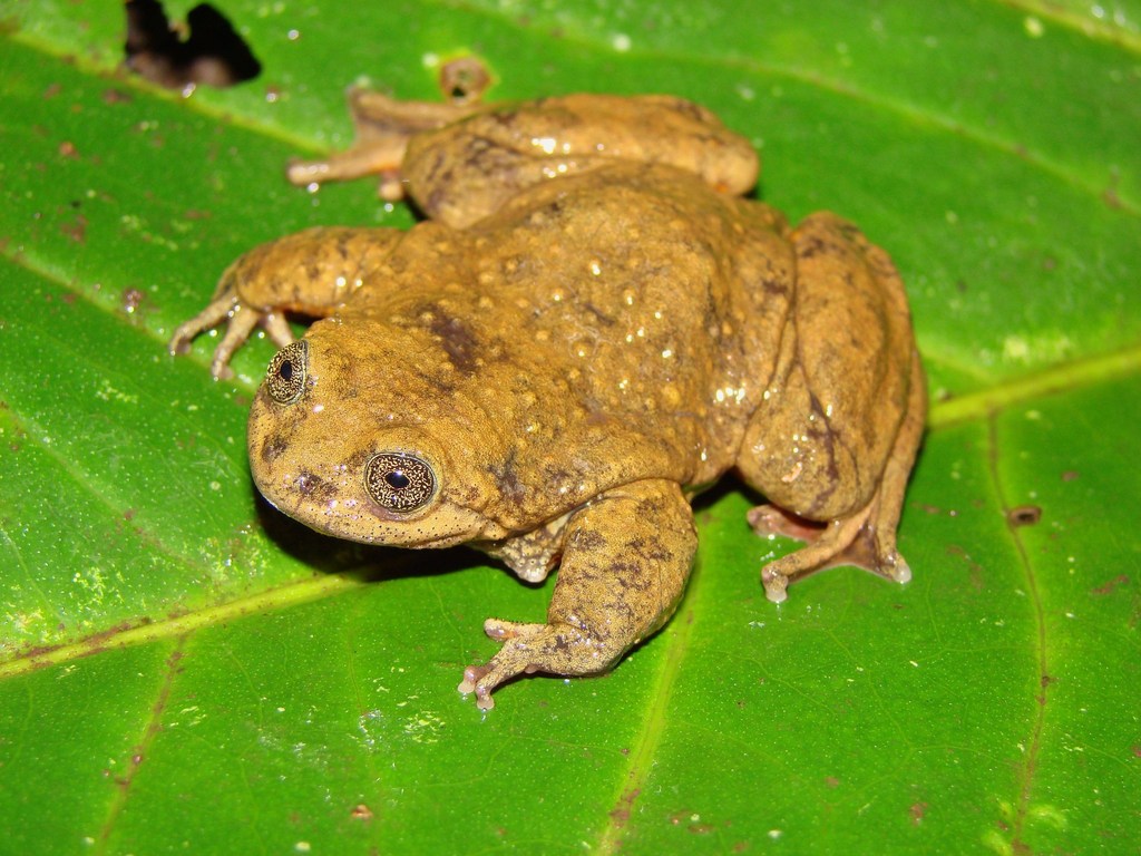 Sehuencas Water Frog