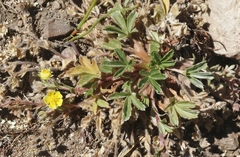 Potentilla wheeleri