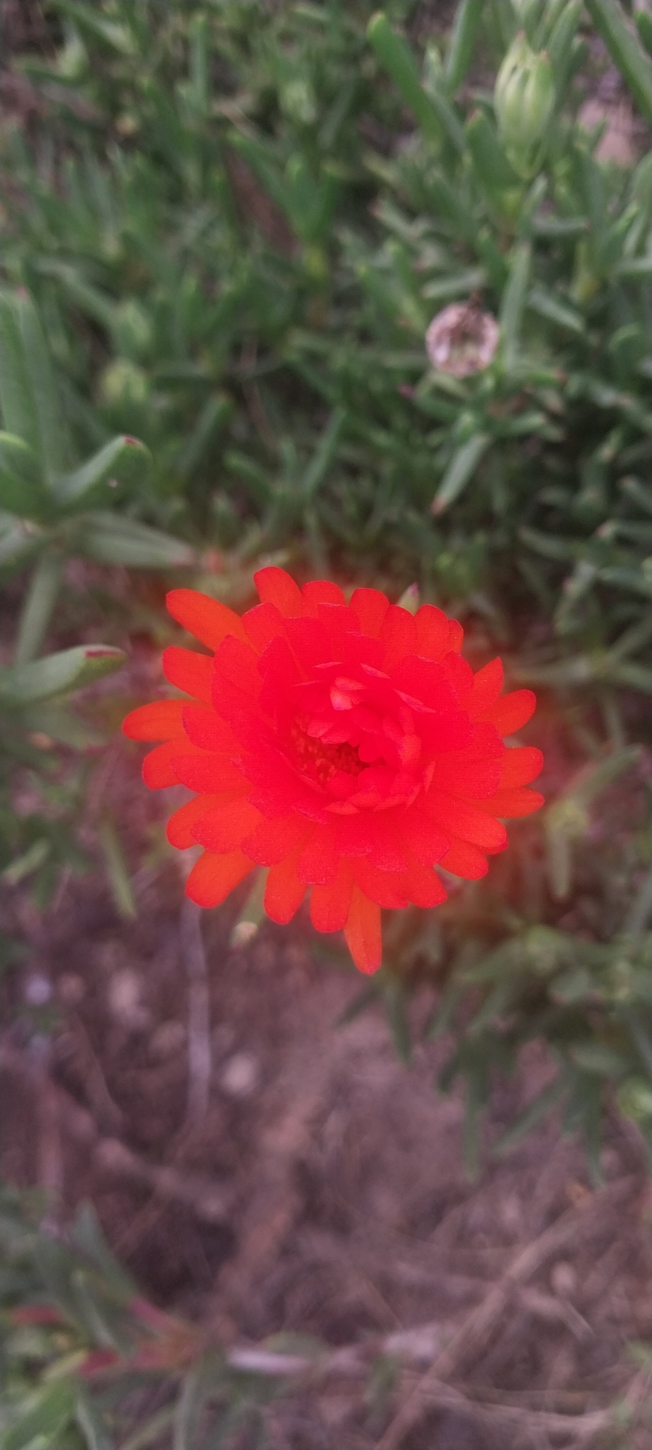 Trailing ice plant