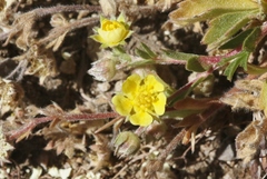 Potentilla wheeleri