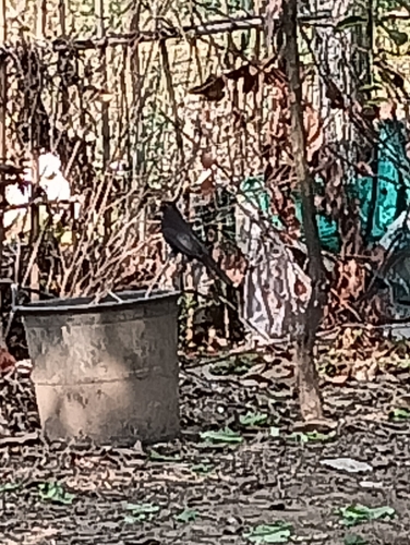 Chinese Blackbird
