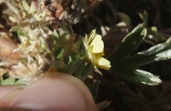 Potentilla wheeleri