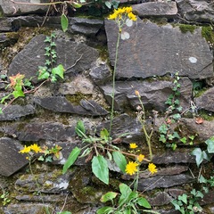 Hieracium sylvularum