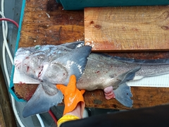Carpenter's Chimaera photo 2